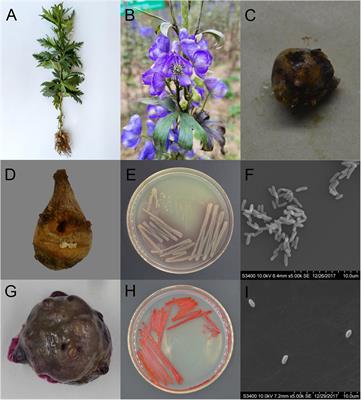 Characteristics of Isolates of Pseudomonas aeruginosa and Serratia marcescens Associated With Post-harvest Fuzi (Aconitum carmichaelii) Rot and Their Novel Loop-Mediated Isothermal Amplification Detection Methods